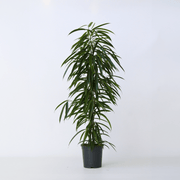 Ficus Amstel King 1.0 - 1.2m - Greensouq - 