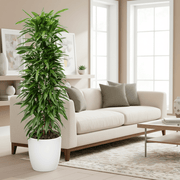 Ficus Amstel King 1.0 - 1.2m - Greensouq - 