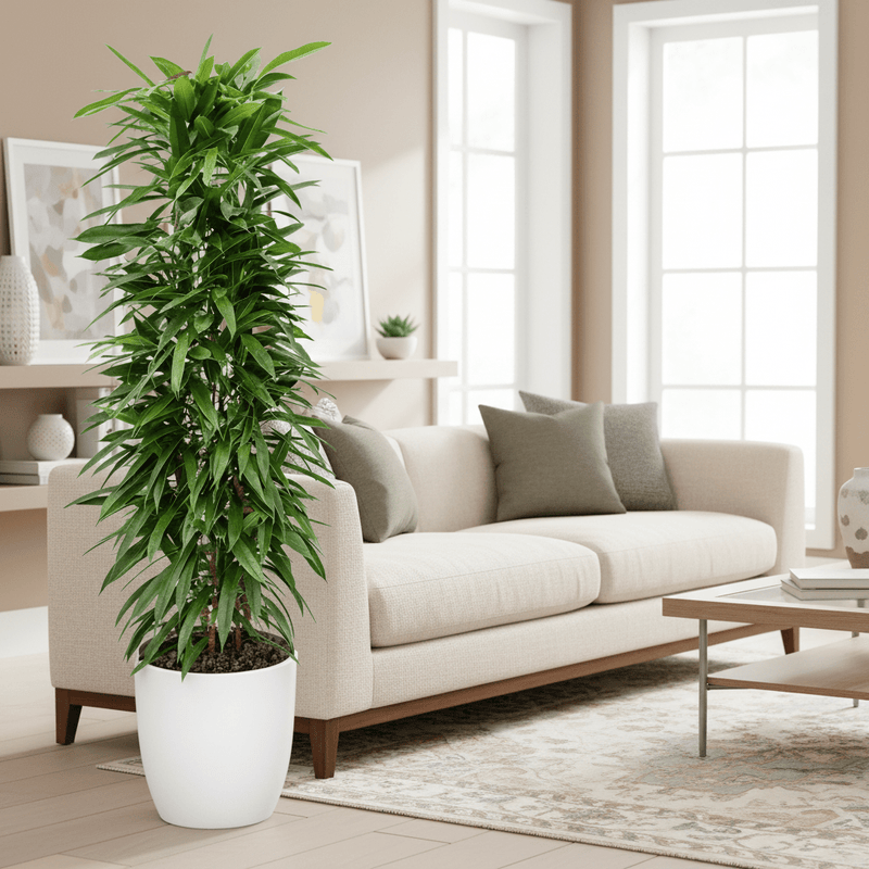 Ficus Amstel King 1.0 - 1.2m - Greensouq - 