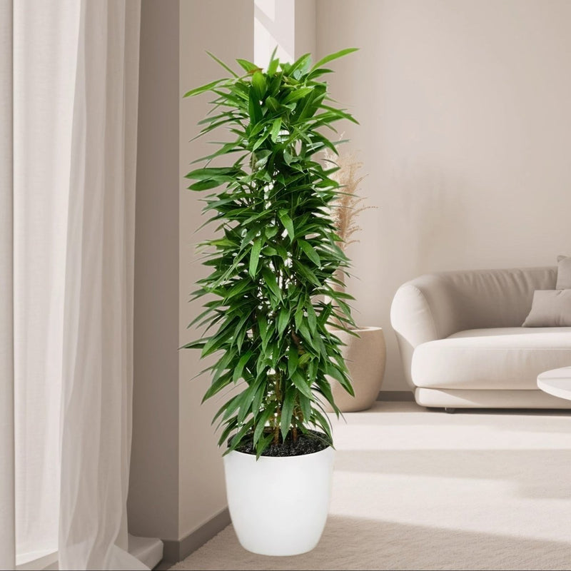 Ficus Amstel King 1.0 - 1.2m - Greensouq - 