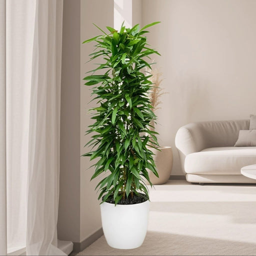 Ficus Amstel King 1.0 - 1.2m - Greensouq - 