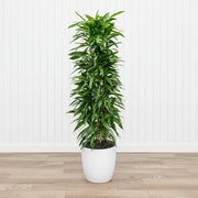 Ficus Amstel King 1.0 - 1.2m - Greensouq - 