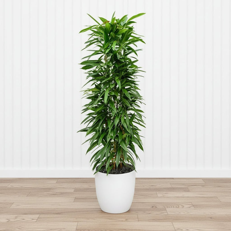 Ficus Amstel King 1.0 - 1.2m - Greensouq - 