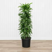 Ficus Amstel King 1.0 - 1.2m - Greensouq - 