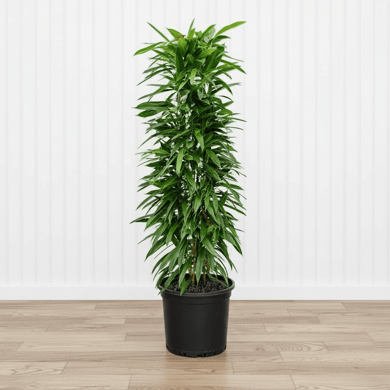 Ficus Amstel King 1.0 - 1.2m - Greensouq - 