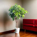 Ficus Amstel King 1.5 - 2.0m - Greensouq - 