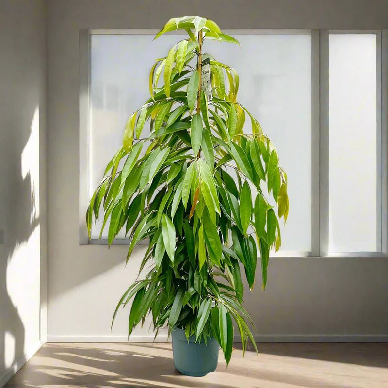 Ficus Amstel King 1.5 - 2.0m - Greensouq - 