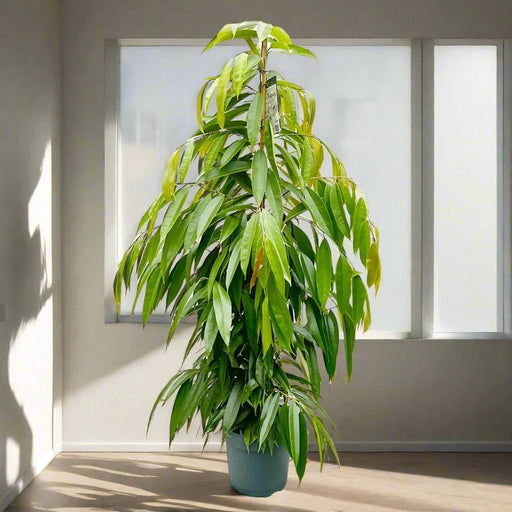 Ficus Amstel King 1.5 - 2.0m - Greensouq - 