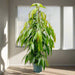 Ficus Amstel King 1.5 - 2.0m - Greensouq - 