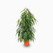 Ficus Amstel Queen 120 - 150cm - Greensouq - 