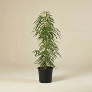 Ficus Amstel Queen 120 - 150cm - Greensouq - 