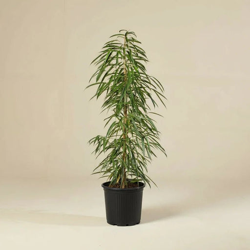 Ficus Amstel Queen 120 - 150cm - Greensouq - 
