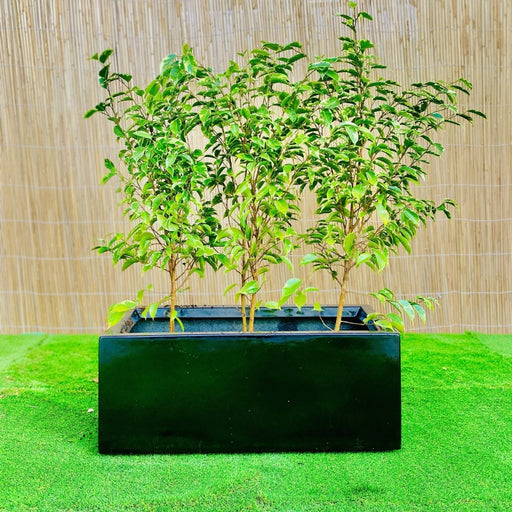 Ficus Banjamina Starlight Trio in Rectangular Fiber Glass Planter (GRP) (70x30x30cm) - Greensouq - 
