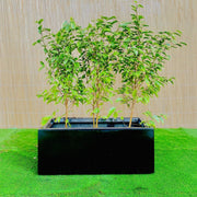 Ficus Banjamina Starlight Trio in Rectangular Fiber Glass Planter (GRP) (70x30x30cm) - Greensouq - 