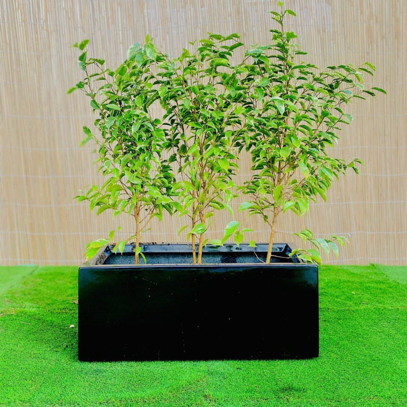 Ficus Banjamina Starlight Trio in Rectangular Fiber Glass Planter (GRP) (70x30x30cm) - Greensouq - 