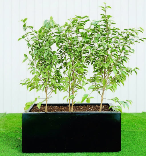 3x Starlight Ficus in Rectangular Fiber Glass Planter (GRP) (70x30x30cm) - Greensouq -