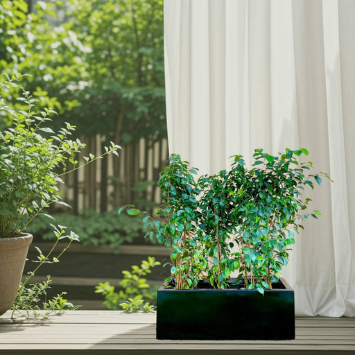 Ficus Banjamina Trio in Rectangular Fiber Glass Planter (GRP) (70x30x30cm) - Greensouq - 
