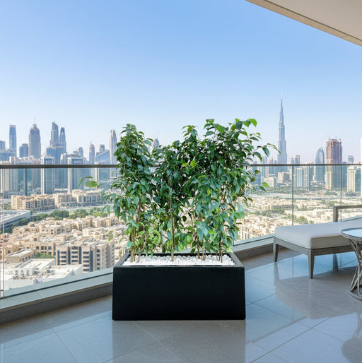 Ficus Banjamina Trio in Rectangular Fiber Glass Planter (GRP) (70x30x30cm) - Greensouq - 