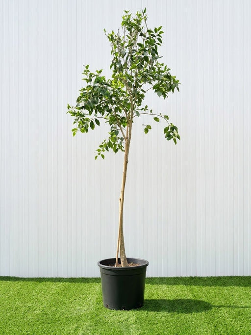 Ficus Benghalensis - Banyan Fig 1.5-2.0m| World's Largest Canopy Tree! - Greensouq -