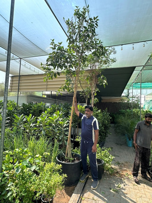 Ficus Benghalensis - Banyan Fig 1.5-2.0m| World's Largest Canopy Tree! - Greensouq -