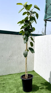 Ficus Benghalensis "Banyan Fig" - Greensouq - 