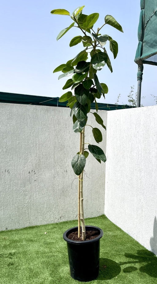 Ficus Benghalensis "Banyan Fig" - Greensouq - 