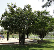Ficus Benghalensis "Banyan Fig" - Greensouq - 