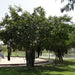 Ficus Benghalensis "Banyan Fig" - Greensouq - 