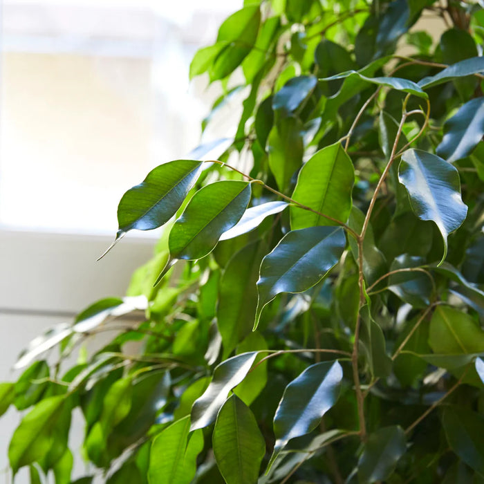 ficus benjamina