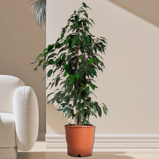 Ficus Benjamina 'Danielle' Holland - Greensouq - 