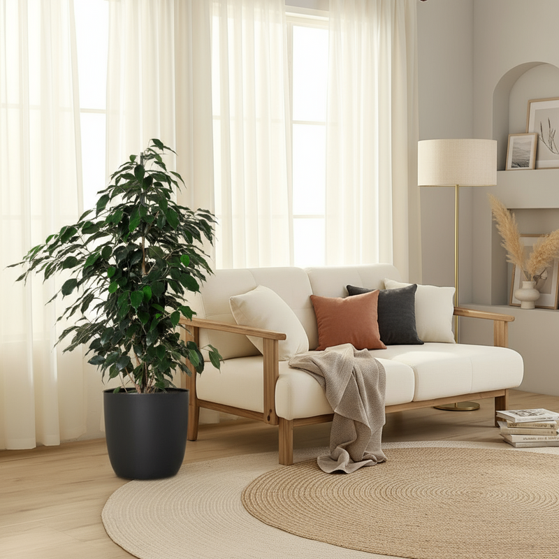 Ficus Benjamina 'Danielle' Holland