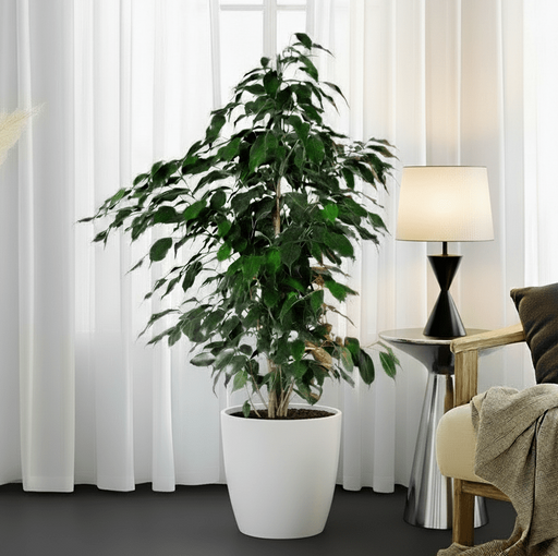 Ficus Benjamina 'Danielle' Holland - Greensouq - 