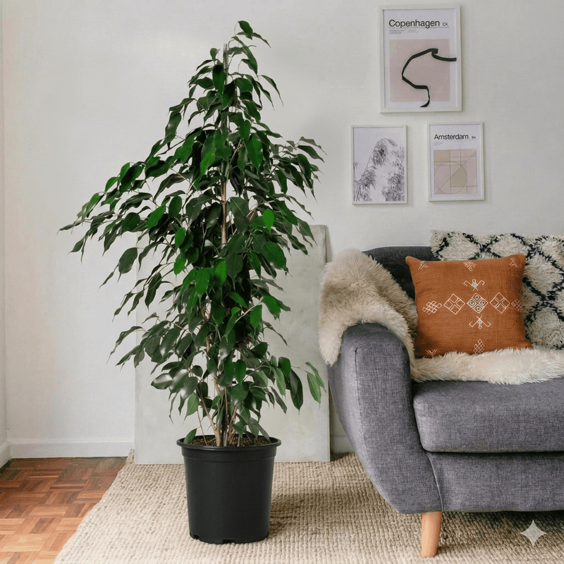 Ficus Benjamina Danielle Holland | Dubai's Best - Selling Houseplant! - Greensouq - 