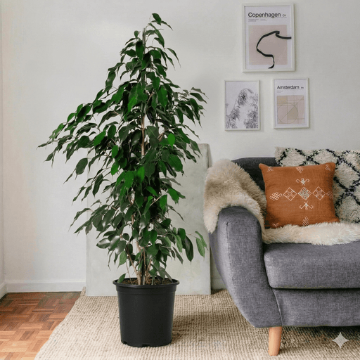 Ficus Benjamina Danielle Holland | Dubai's Best - Selling Houseplant! - Greensouq - 