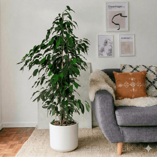 Ficus Benjamina Danielle Holland | Dubai's Best - Selling Houseplant! - Greensouq - 