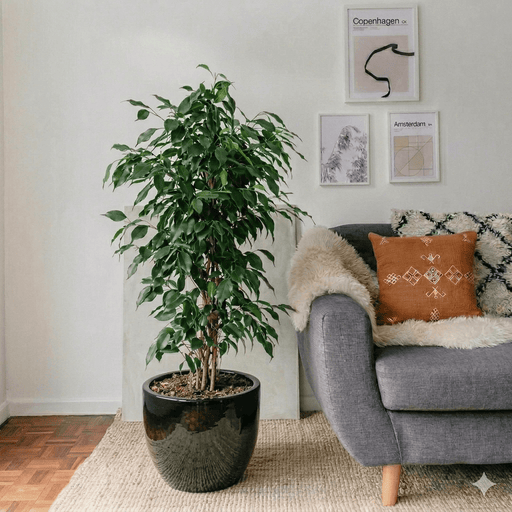 Ficus Benjamina Danielle Holland | Dubai's Best - Selling Houseplant! - Greensouq - indoor