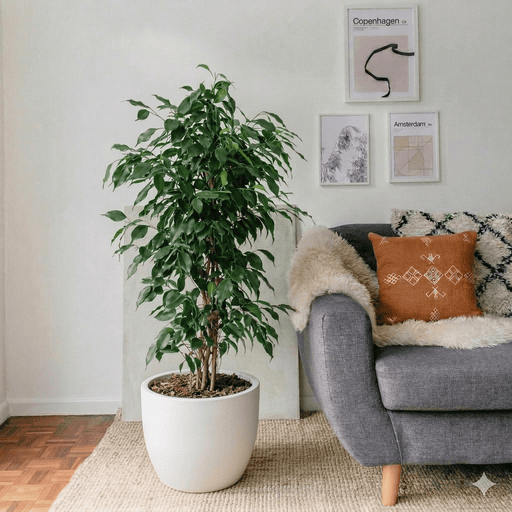 Ficus Benjamina Danielle Holland | Dubai's Best - Selling Houseplant! - Greensouq - indoor