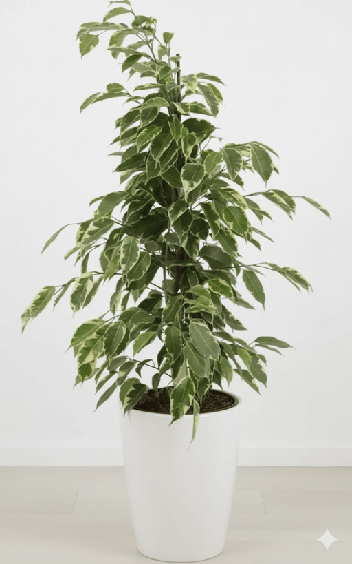 Ficus benjamina Gold king - Greensouq - 