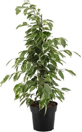 Ficus benjamina Gold king - Greensouq - 