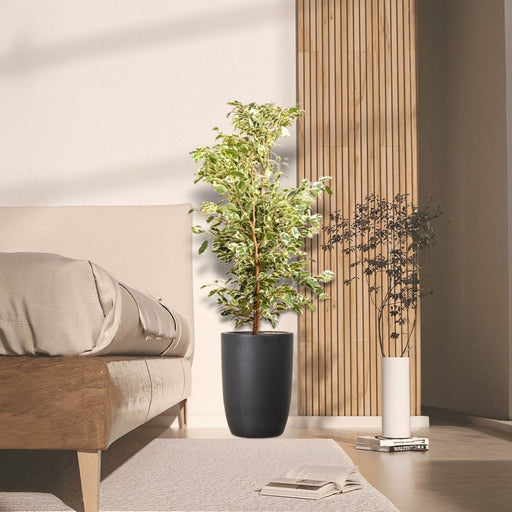 Ficus Benjamina Holland Or Twilight 100 - 120cm - Greensouq - 