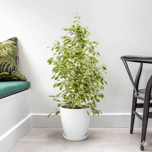 Ficus Benjamina Holland Or Twilight 100 - 120cm - Greensouq - 