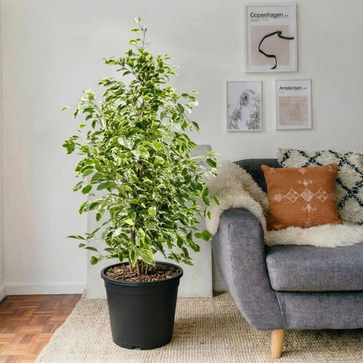 Ficus Benjamina Holland Or Twilight 100 - 120cm - Greensouq - 