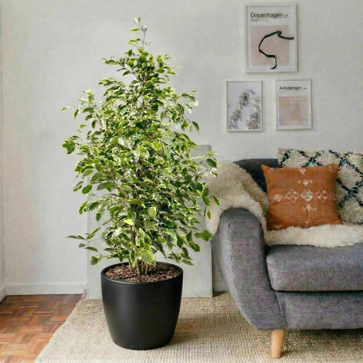 Ficus Benjamina Holland Or Twilight 100 - 120cm - Greensouq - 