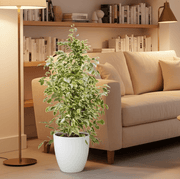 Ficus Benjamina Holland Or Twilight 100 - 120cm - Greensouq - 