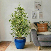 Ficus Benjamina Holland Or Twilight 100 - 120cm - Greensouq - 