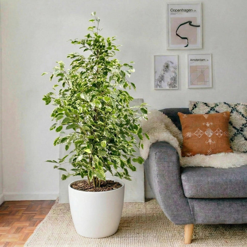 Ficus Benjamina Holland Or Twilight 100 - 120cm - Greensouq - 