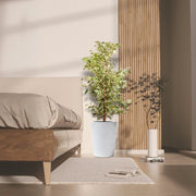 Ficus Benjamina Holland Or Twilight 100 - 120cm - Greensouq - 