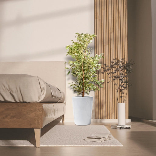 Ficus Benjamina Holland Or Twilight 100 - 120cm - Greensouq - 