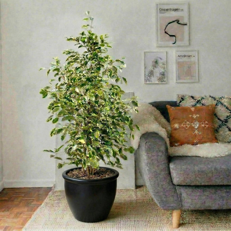 Ficus Benjamina Holland Or Twilight 100 - 120cm - Greensouq - 