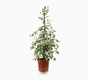 Ficus Benjamina Holland Or Twilight 100 cm to 120 cm - Greensouq - 